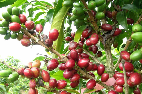 El Blog del Café de Bell-Coffee - Tipos de plantas de cafe